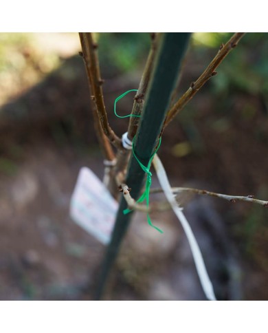 Drut ogrodniczy powlekany 30m z obcinaczem - Plantina Drut ogrodniczy powlekany 30m z obcinaczem - Plantina